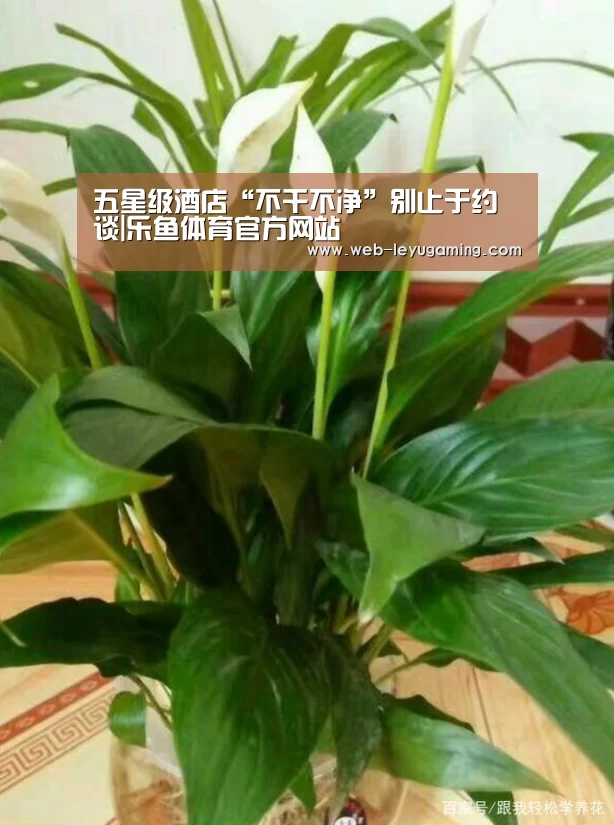 五星级酒店“不干不净”别止于约谈|乐鱼体育官方网站